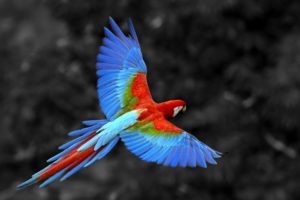 great, Colorful, Parrot