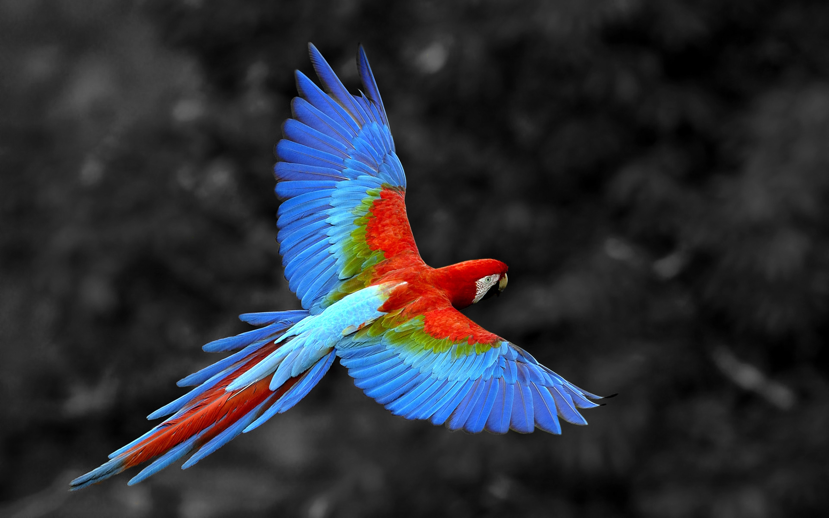 great, Colorful, Parrot Wallpaper