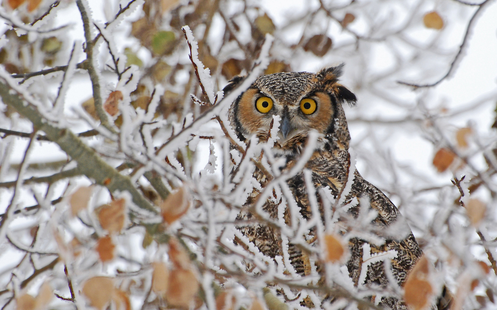 birds, Owls, Face, Eyes, Pov, Winter, Trees, Nature, Wildlife Wallpaper
