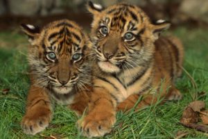 two, Young, Tigers