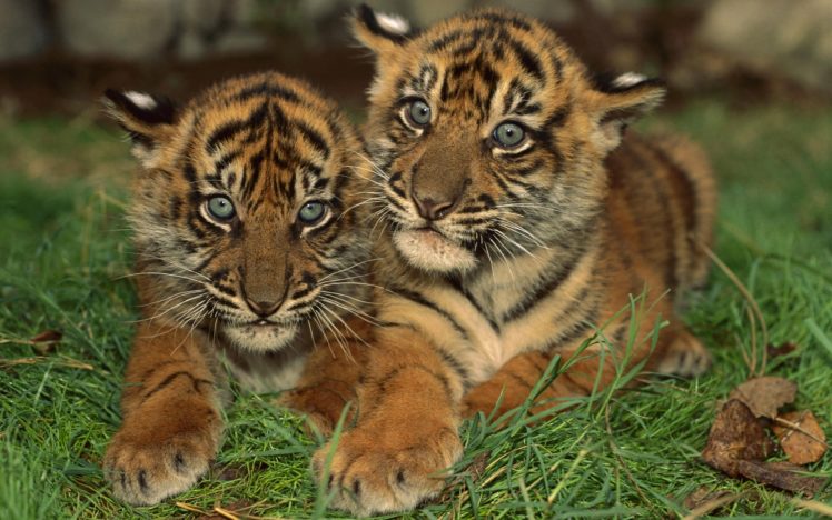 two, Young, Tigers HD Wallpaper Desktop Background