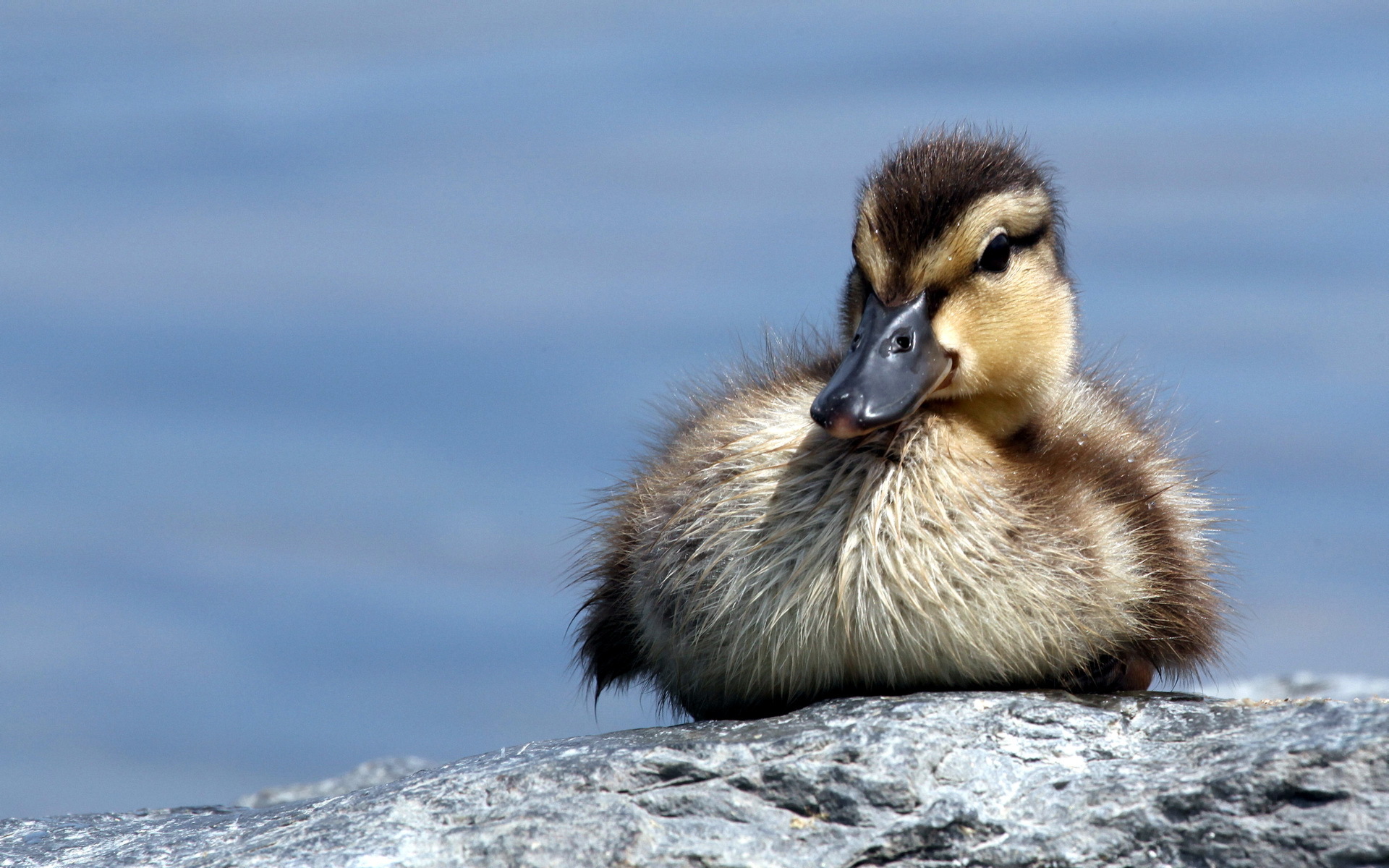 animals, Ducks, Babies, Duckling Wallpaper