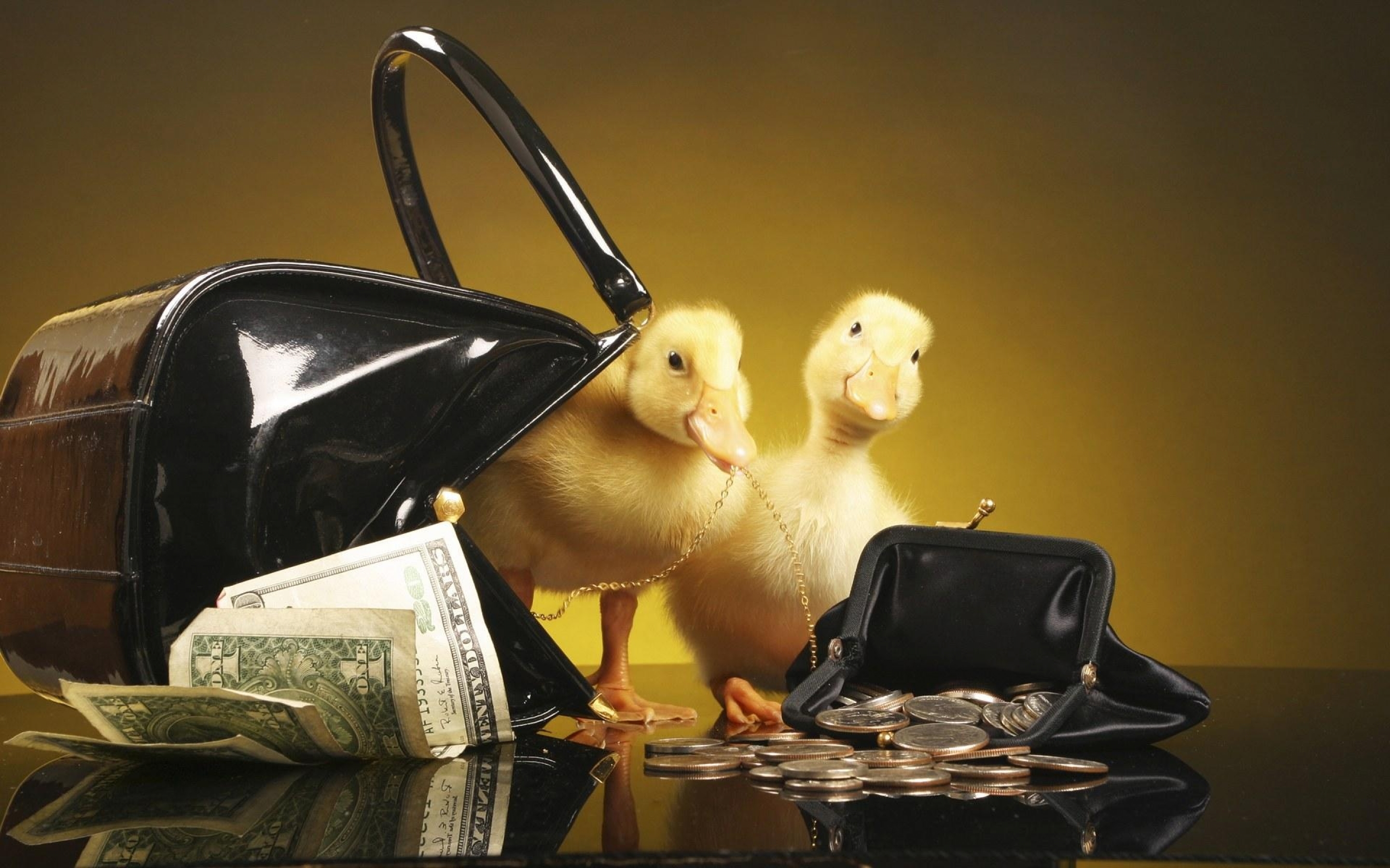 ducklings, With, Purse, And, Money Wallpaper
