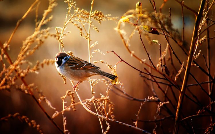 amimals, Birds, Close, Up, Branch, Nature, Wildlife HD Wallpaper Desktop Background