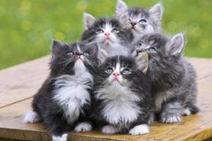 cute, Funny, Kittens