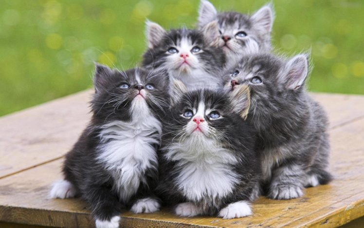 cute, Funny, Kittens HD Wallpaper Desktop Background