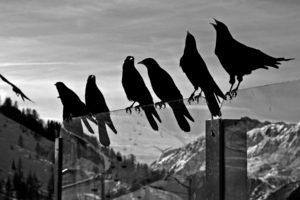 crows, Animals, Birds, Ravens, Black, White, Bw, Glass, Mountains, Nature, Sky