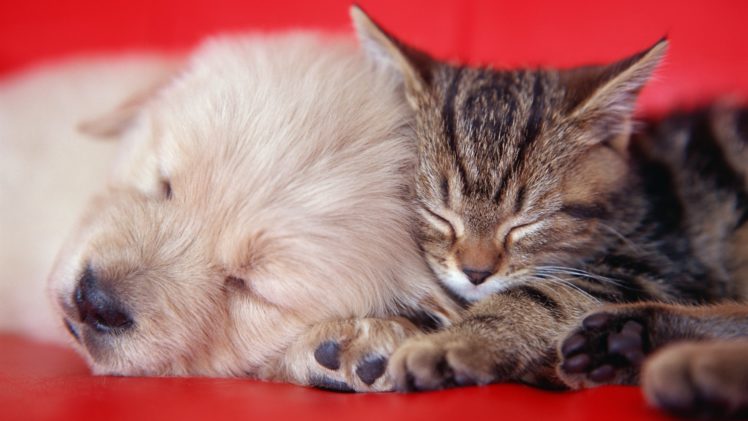 animals, Cats, Kittens, Dogs, Puupy, Cute HD Wallpaper Desktop Background