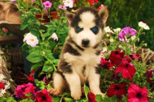 eyes, Animals, Dogs, Puppy, Blue, Flowers, Babies, Cute