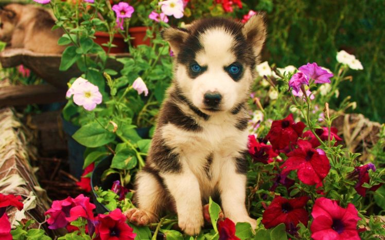 eyes, Animals, Dogs, Puppy, Blue, Flowers, Babies, Cute HD Wallpaper Desktop Background