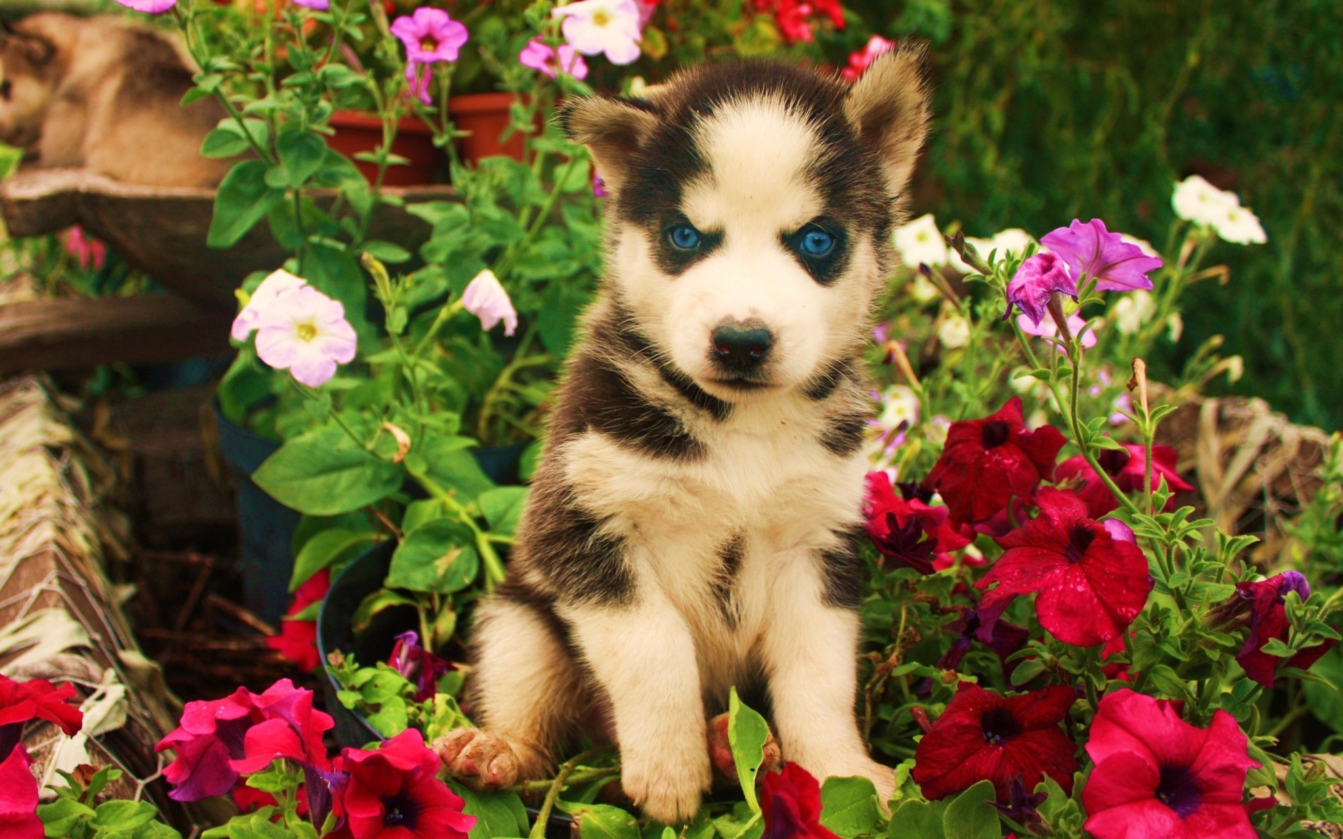 eyes, Animals, Dogs, Puppy, Blue, Flowers, Babies, Cute Wallpaper