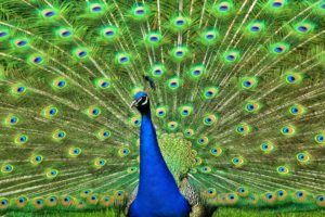 peacock, Feathers, Bird, Color, Pattern, Texture
