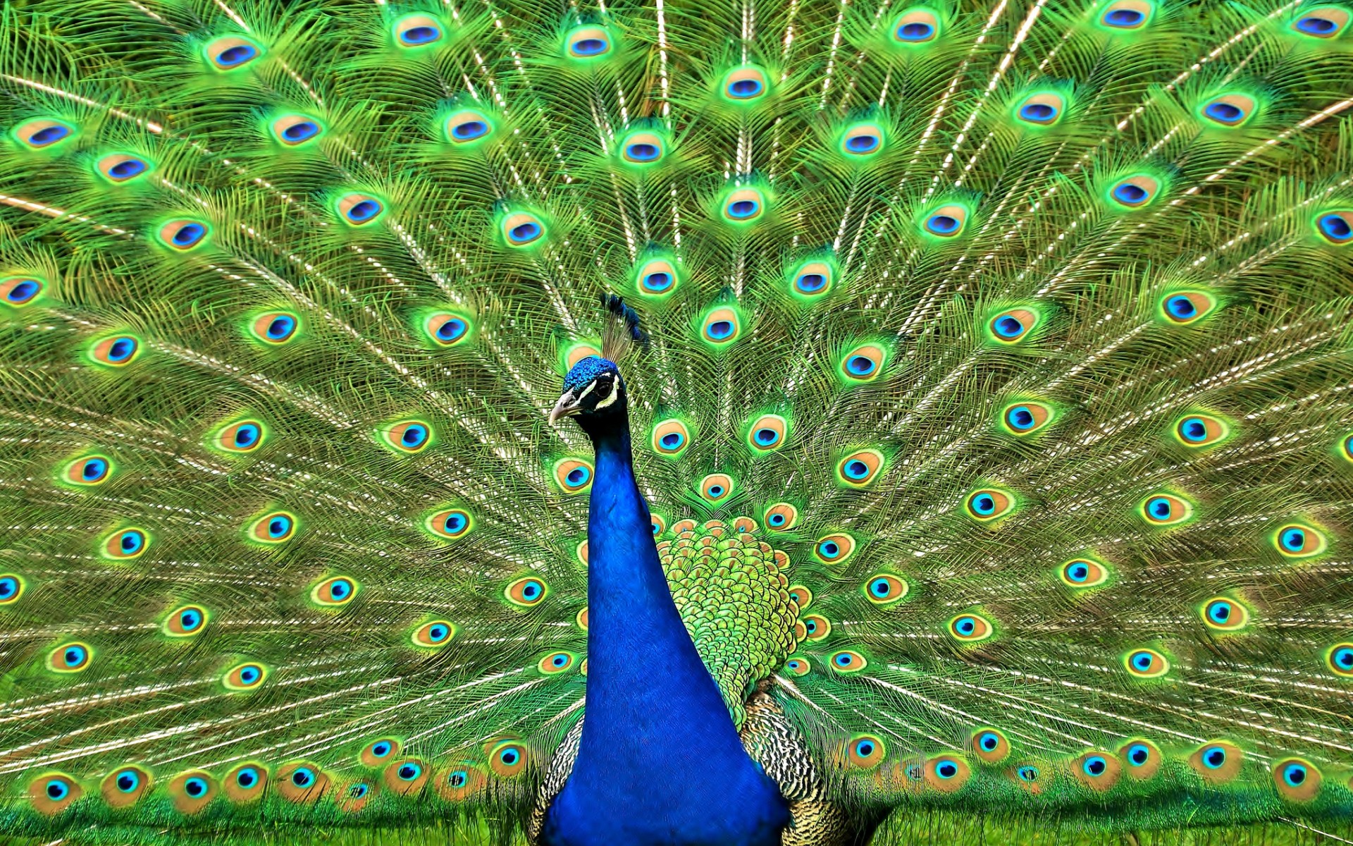 peacock, Feathers, Bird, Color, Pattern, Texture Wallpaper