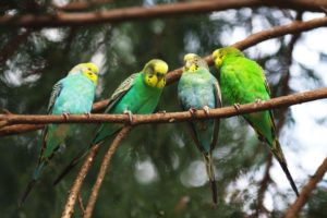 parrots, On, A, Branch