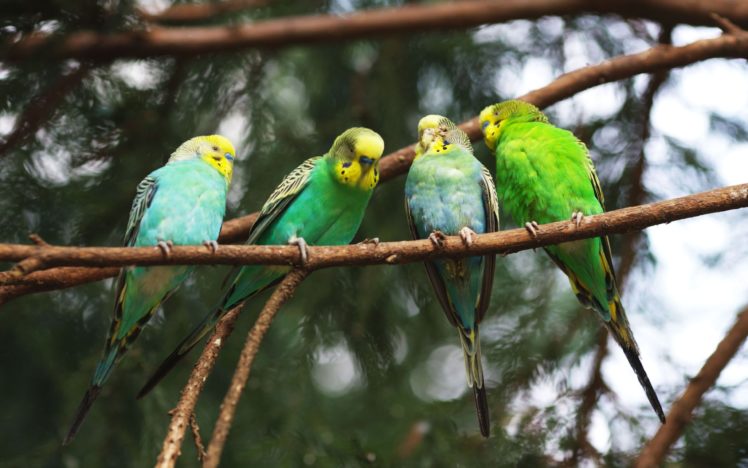 parrots, On, A, Branch HD Wallpaper Desktop Background