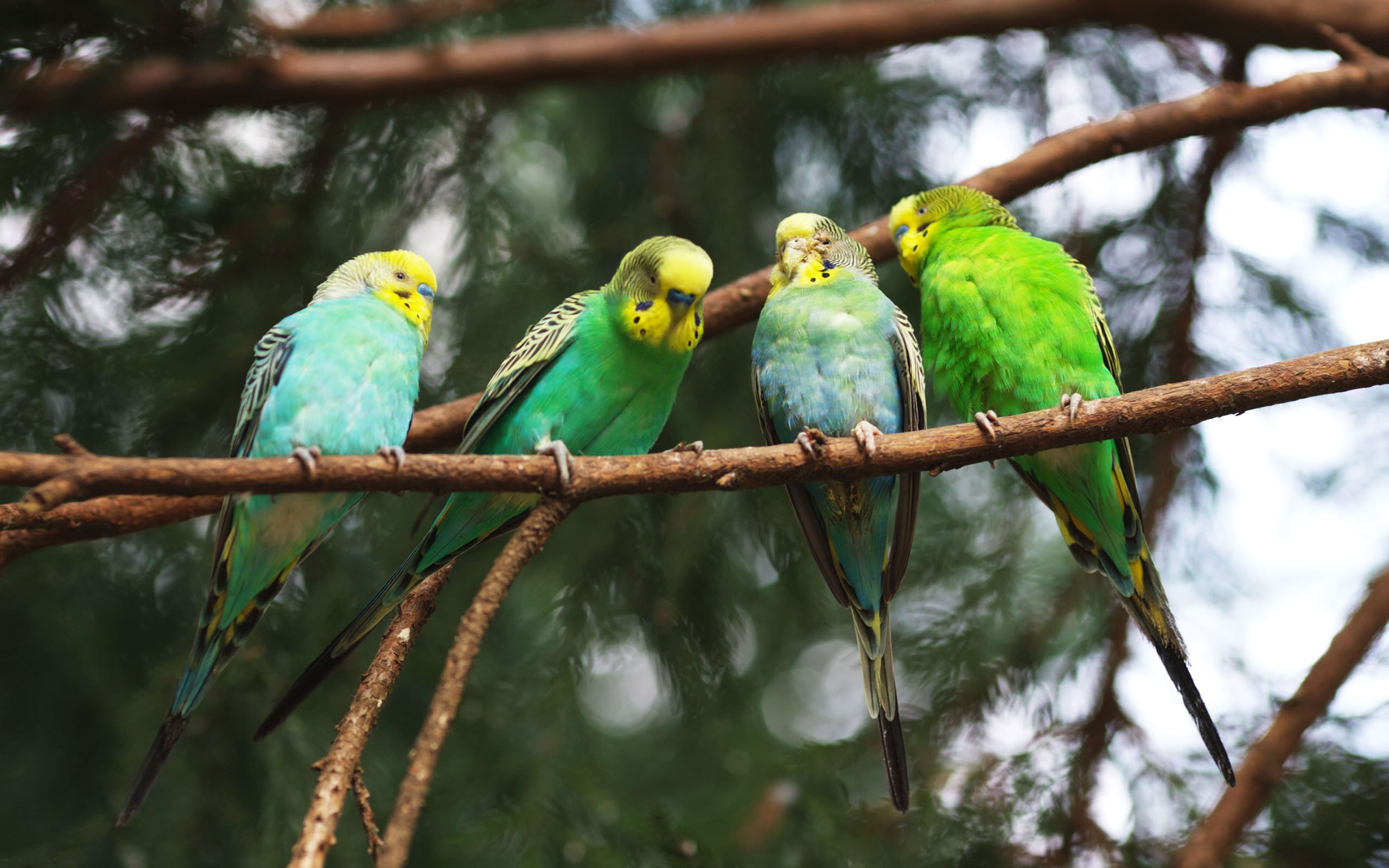parrots, On, A, Branch Wallpaper