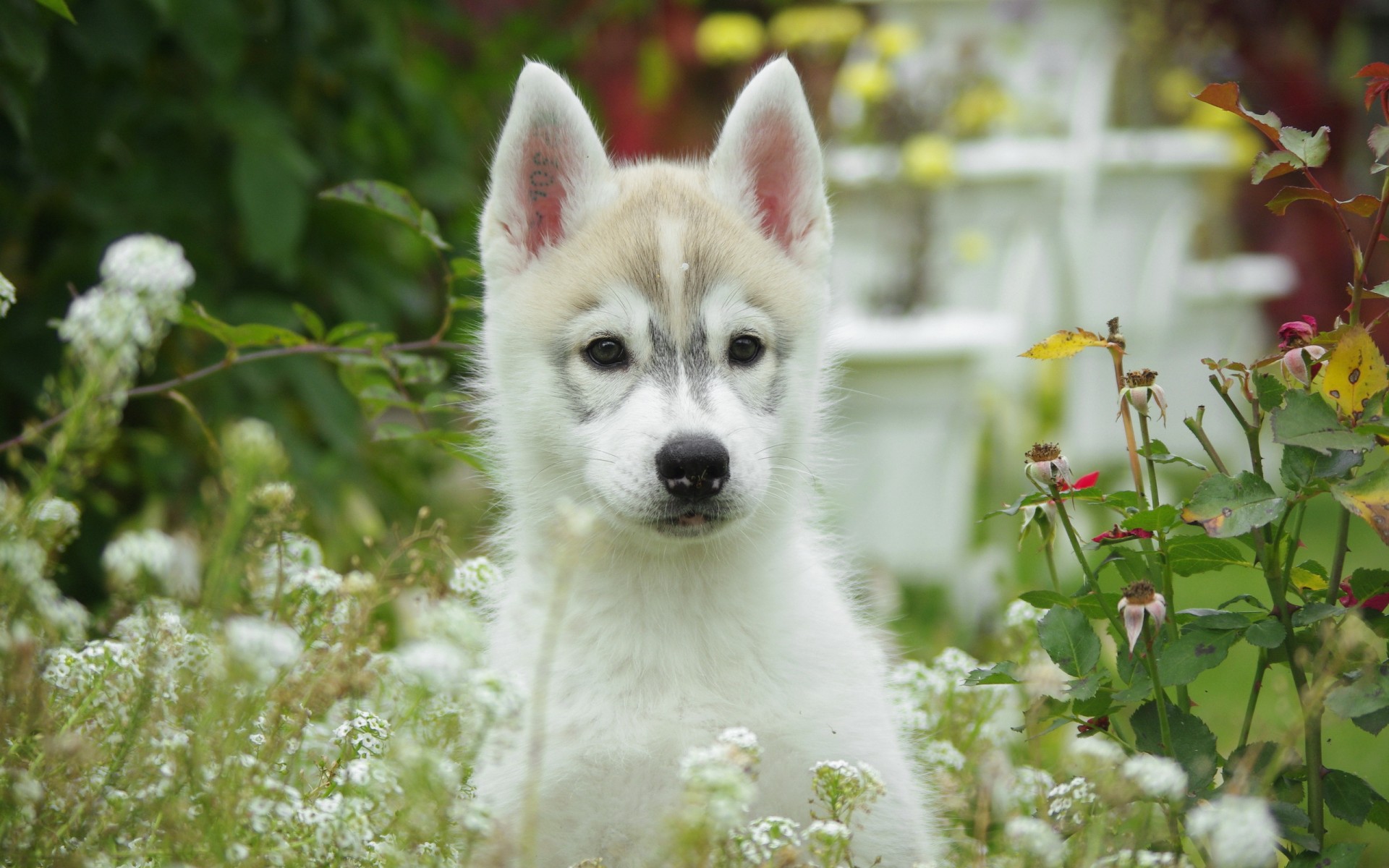 eyes, Animals, Dogs, Canines, Babies, Puupy, Flowers, Cute Wallpaper