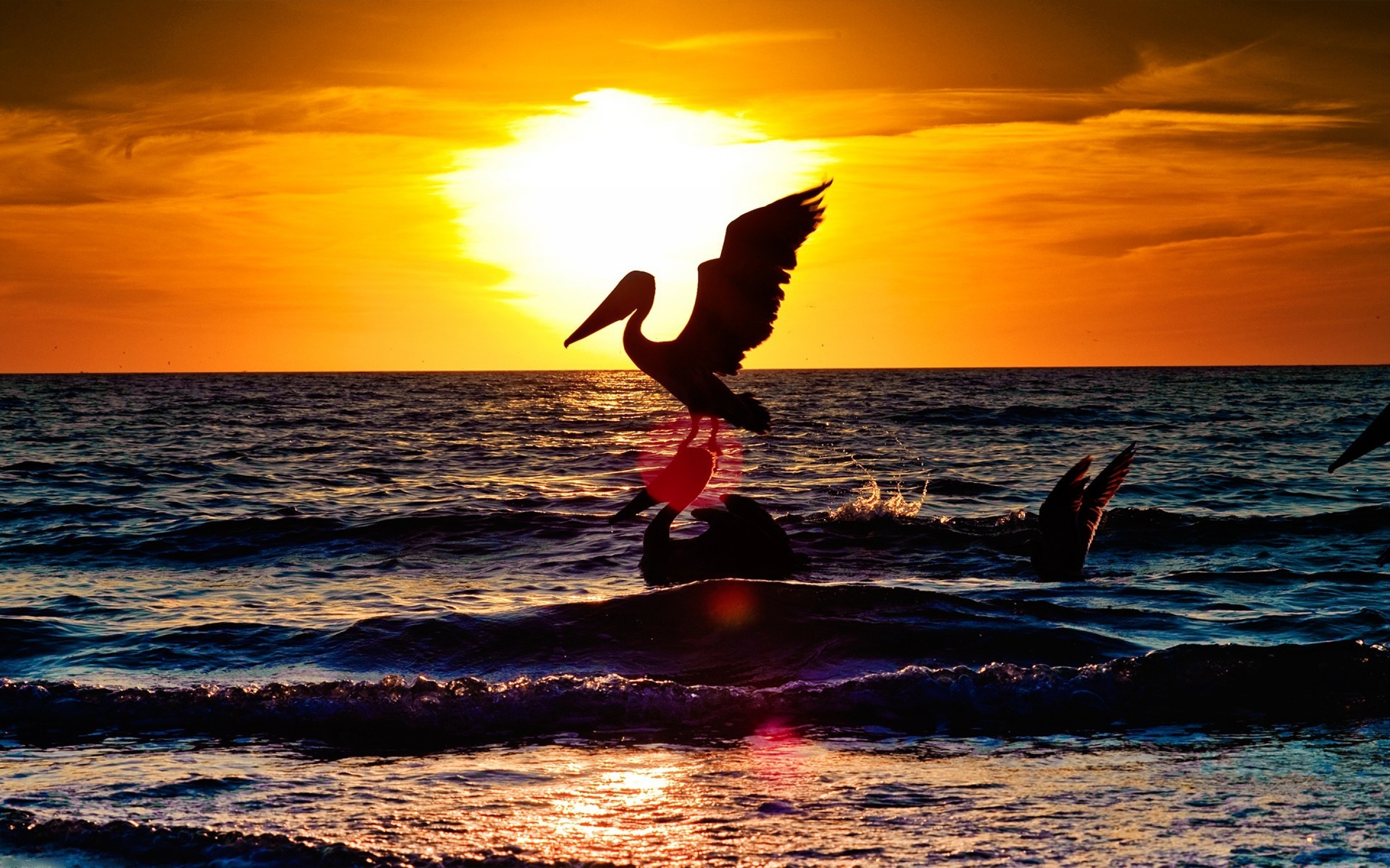 sunset, With, Two, Pelicans Wallpaper