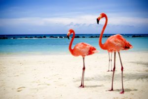 flamingos, On, Beach
