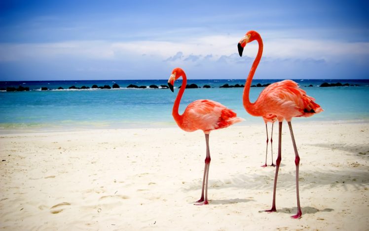 flamingos, On, Beach HD Wallpaper Desktop Background
