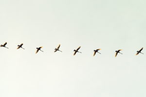 flock, Flight, Migration, Wings, Wildlife