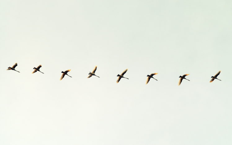 flock, Flight, Migration, Wings, Wildlife HD Wallpaper Desktop Background