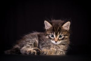cats, Kitten, Glance, Animals