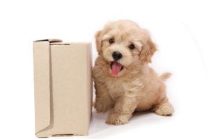 dogs, Puppy, Box, Animals