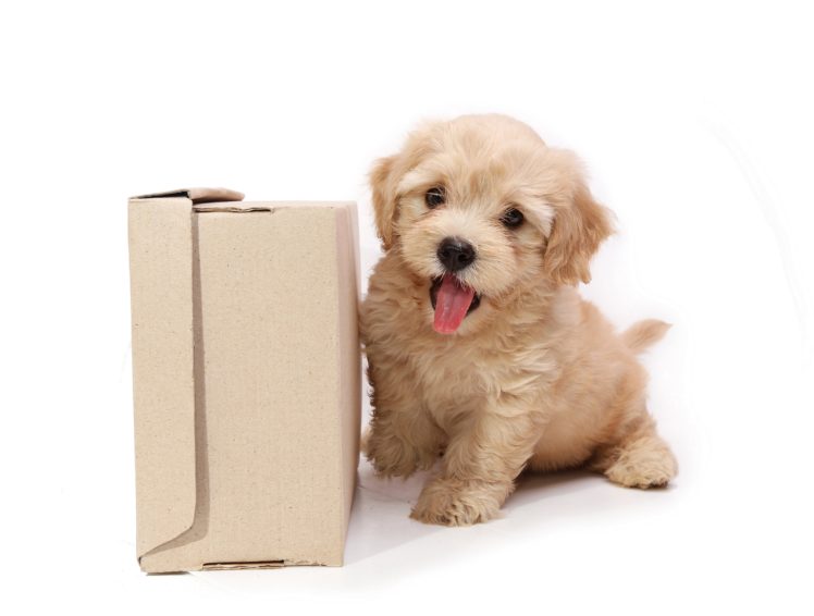 dogs, Puppy, Box, Animals HD Wallpaper Desktop Background