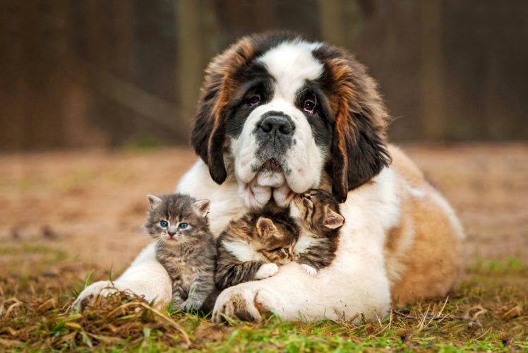 dogs, Cats, St, Bernard, Kitten, Animals HD Wallpaper Desktop Background