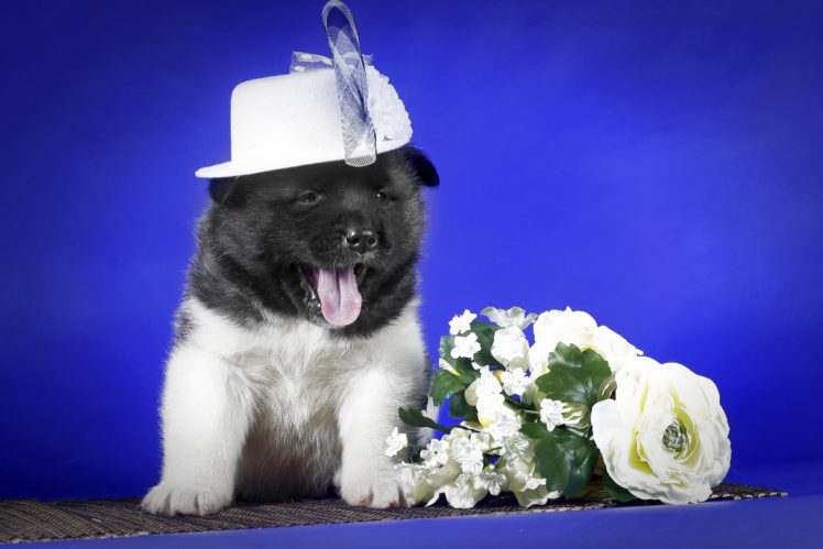 dogs, Roses, Puppy, Hat, Animals HD Wallpaper Desktop Background