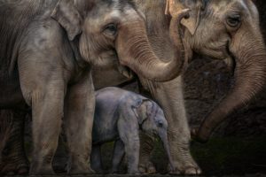 elephant, Baby