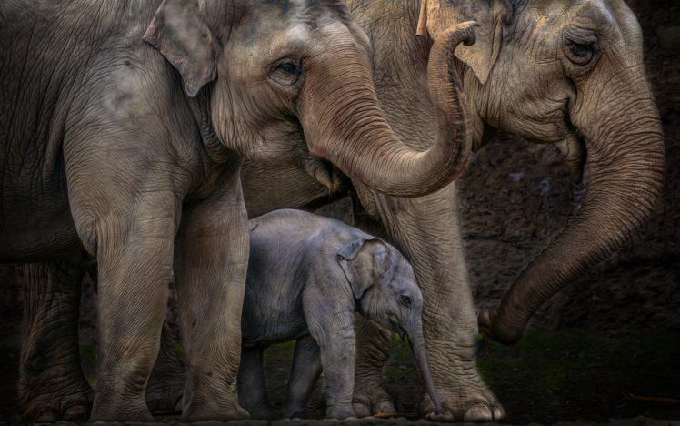 elephant, Baby HD Wallpaper Desktop Background
