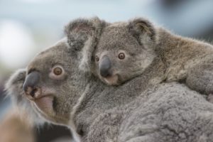 koala, S