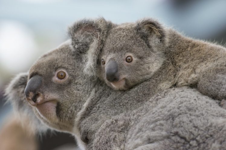 koala, S HD Wallpaper Desktop Background