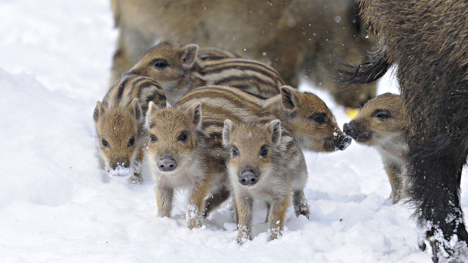 pigboar, Snow, Winter Wallpaper