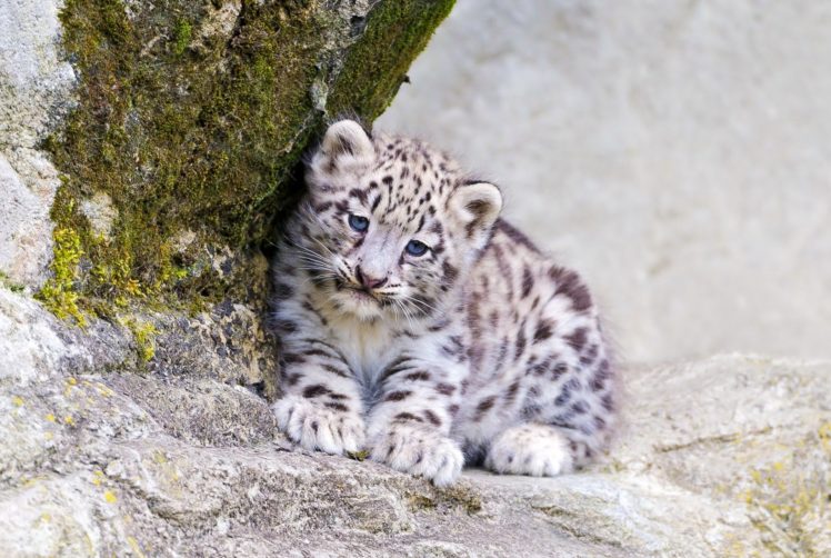 snow, Leopard, Look, Predator, Cat HD Wallpaper Desktop Background