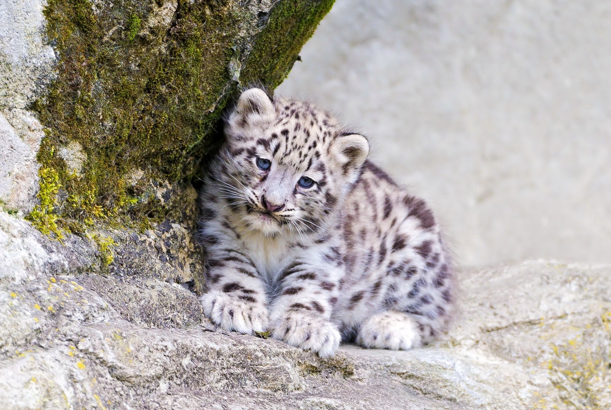 snow, Leopard, Look, Predator, Cat Wallpaper