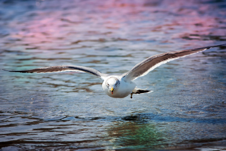 seagull, Gull, Animals, Birds, Wildlife, Nature, Flight, Water HD Wallpaper Desktop Background