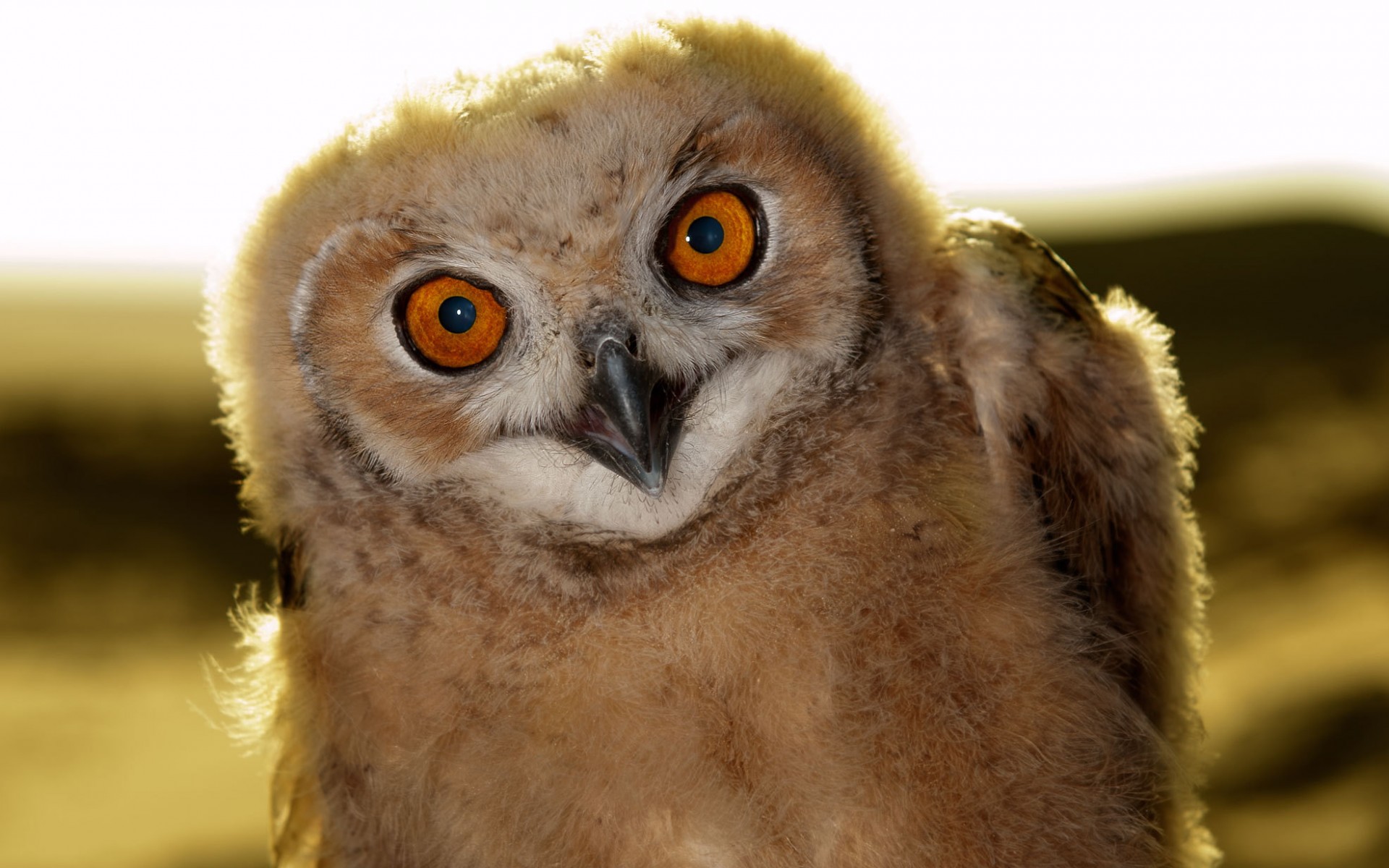 animals, Birds, Owl, Predator, Face, Eye, Pov, Wildlife Wallpaper