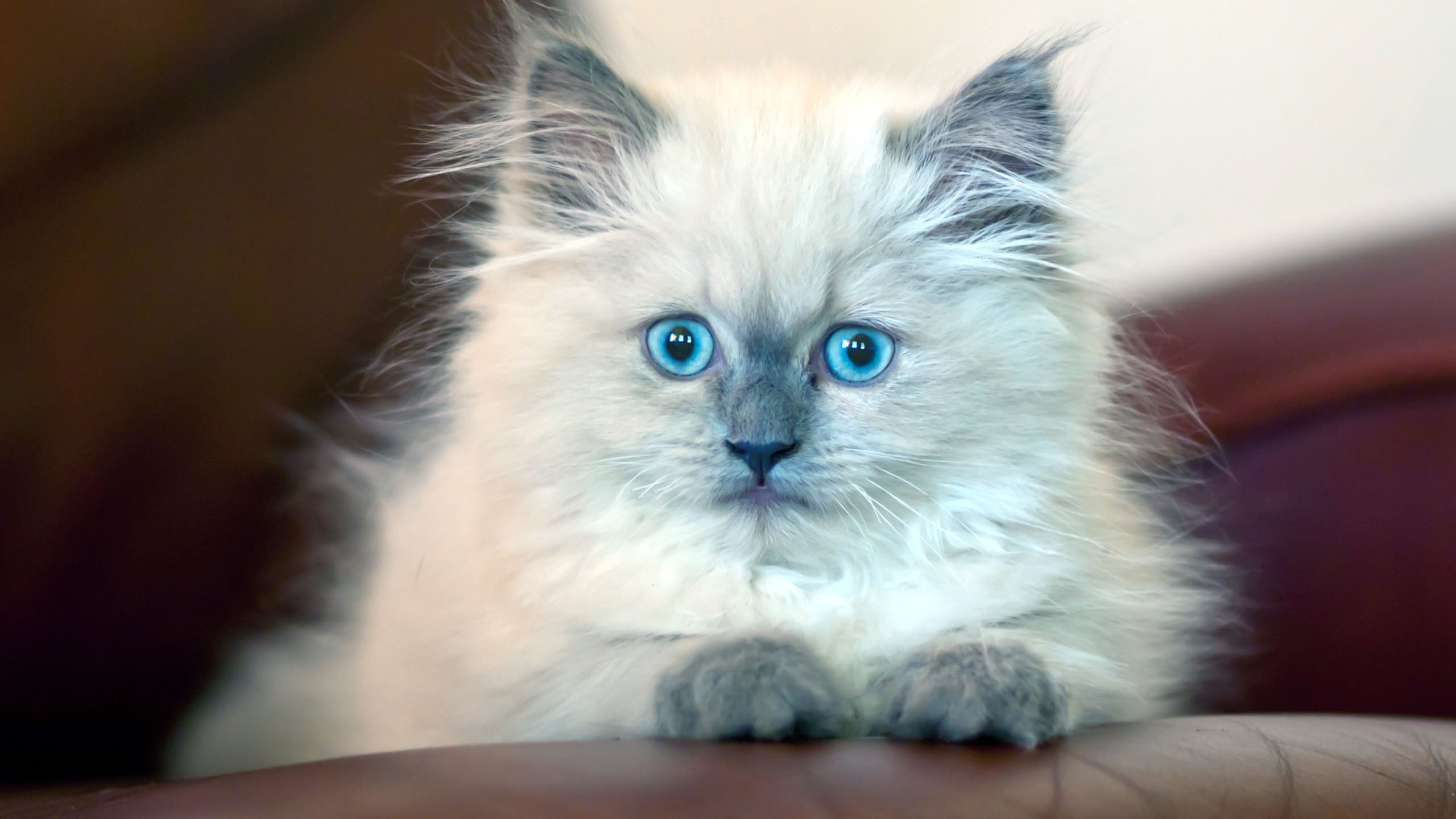 cat, Kitten, Eye, Face Wallpaper