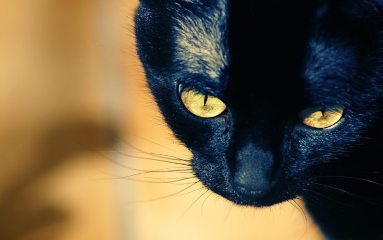cat, Kitten, Eye, Face HD Wallpaper Desktop Background