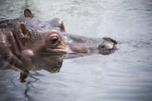 muzzle, Swimming, Water, Hippo