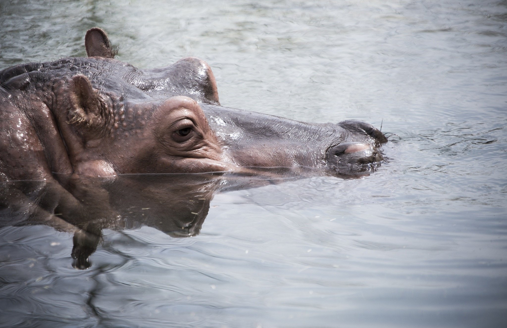 muzzle, Swimming, Water, Hippo Wallpaper