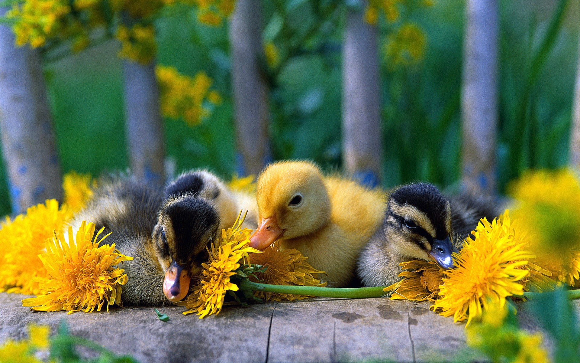 baby, Ducks Wallpaper