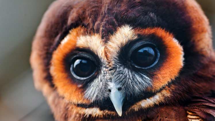 beak, Animals, Birds, Raptor, Predator, Face, Eyes, Pov, Owls HD Wallpaper Desktop Background