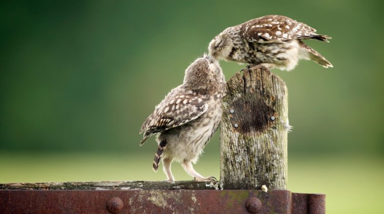 animals, Birds, Owl, Fence HD Wallpaper Desktop Background