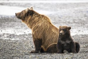 bear, Brown, Two, Animals