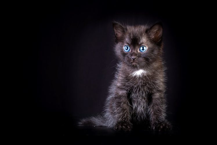 cats, Kitten HD Wallpaper Desktop Background