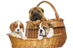 dogs, Three, 3, Wicker, Basket, Shar, Pei, Puppy